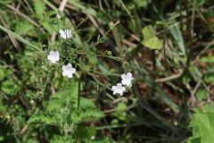 Pavonia zeylanica